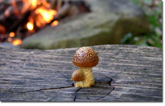 �؂芔�̃x���`����o�Ă����L�m�R