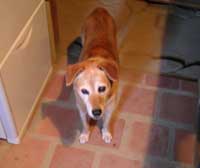 �L�b�`���ɂ��錢