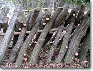 �ő��̂ق���