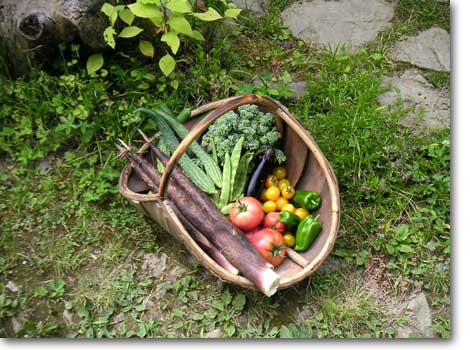 �o�X�P�b�g�ɓ������g�}�g�A�L���E���Ȃǂ̉Ė��