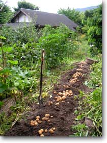 �W���K�C�����@��グ���Ƃ���