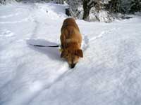 �~��ς��������̌��̎U��