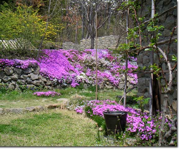 �y�����߂�悤�ɍ炫���낤�V�o�U�N��