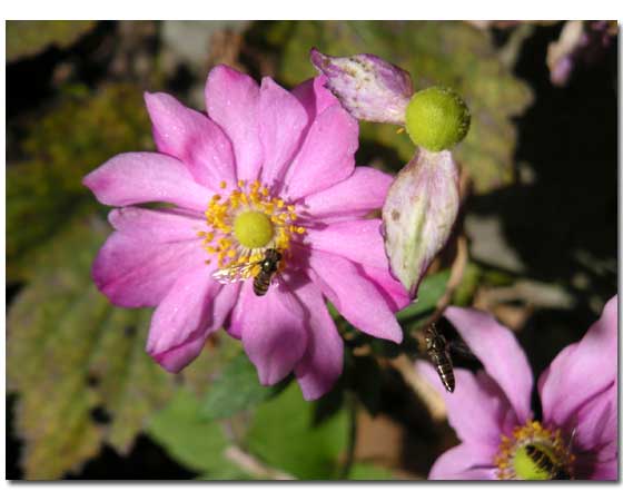 ���֎c�����V���E���C�M�N�ɏW�܂�I����