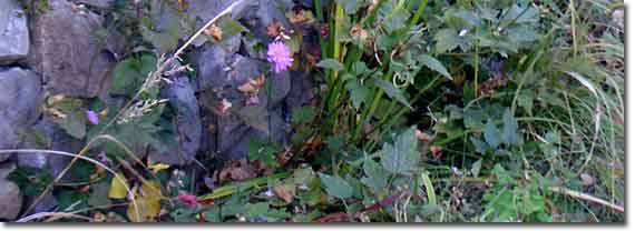 �I�̏W�܂��Ă����V���E���C�M�N�i�����j