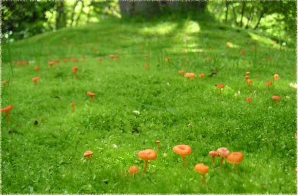 �P���L�̍����̃R�c�{�S�P�ƃL�m�R