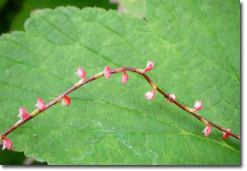 �~�Y�q�L�\�E�A�Ԃ̊g��摜