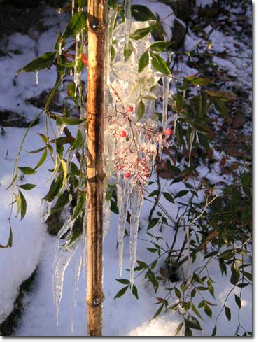 �X�ɕ����߂�ꂽ�i���e��