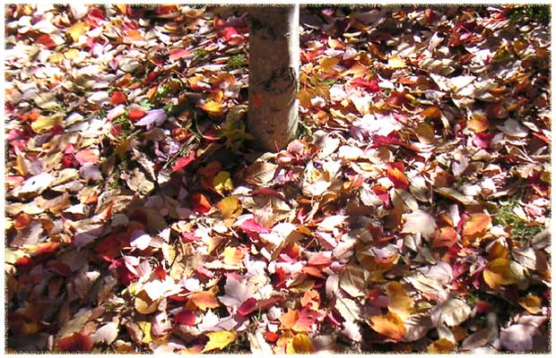 �n�i�m�L�̐F�N�₩�ȗ����t