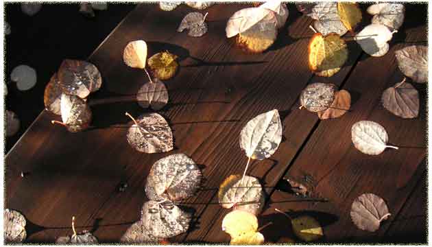 ��̃e�[�u���̏�̃J�c���̗����t