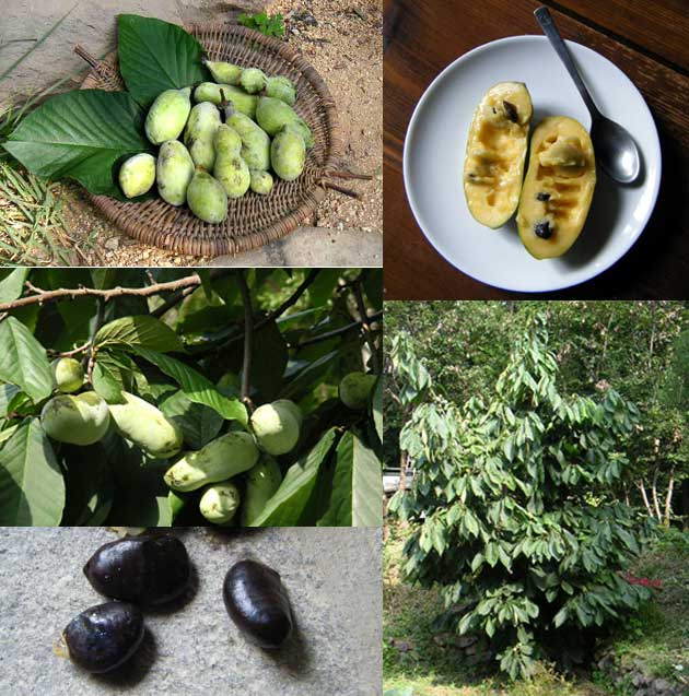 �|�|�[�̎��A��A�؁B