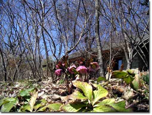 �y��ɍ炭�N���X�}�X���[�Y