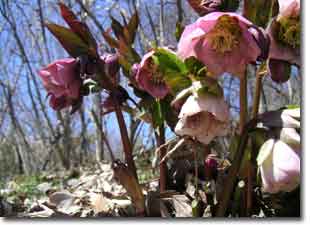 �N���X�}�X���[�Y