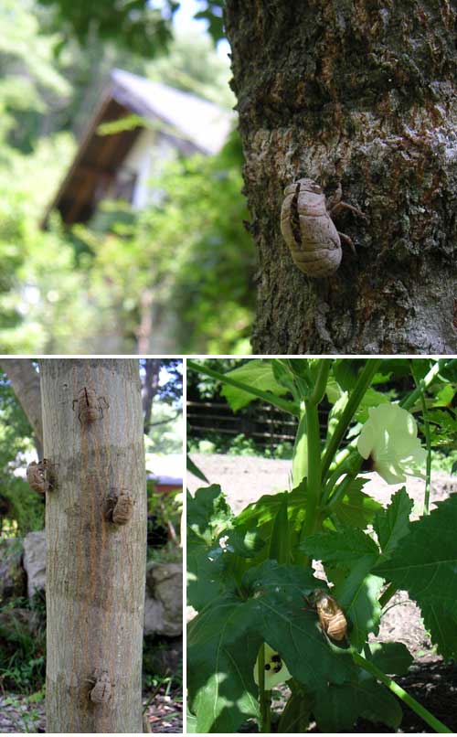 ��Ō������Z�~�B�̔����k