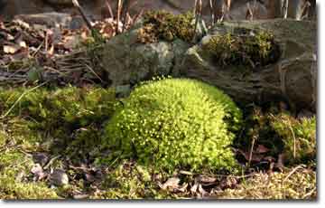 �^�}�S�P�S��