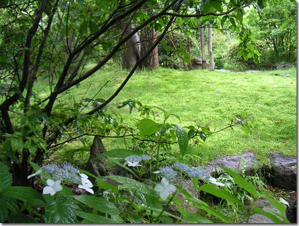 �J�ɔG��郄�}�A�W�T�C�Ƒۂ̐V��