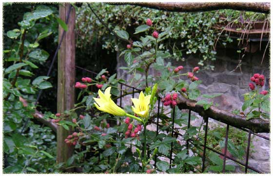 �u���b�N�x���[�̐Ԃ����ƃ��E�X�Q