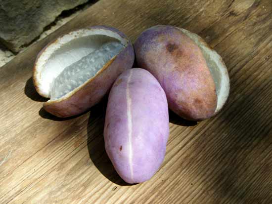 �����̃S���E�A�P�r�̎��B�����Ƃ���ɔ������������Ă���B