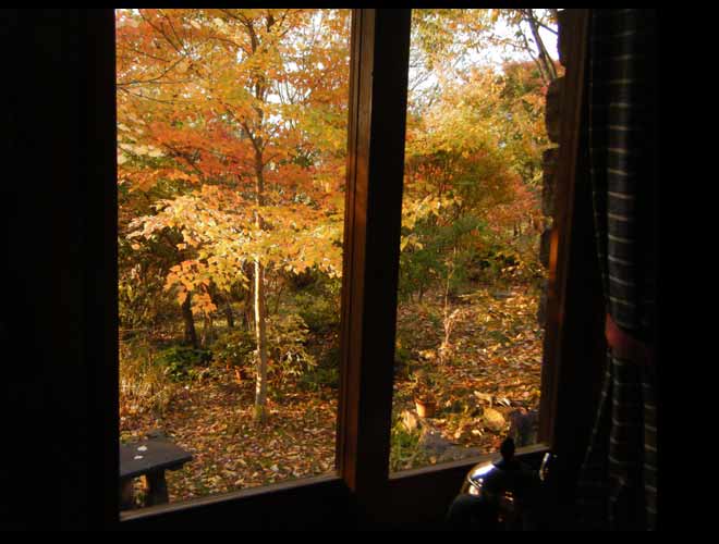 �䏊�̑����猩����n�i�m�L�̉��F���g�t