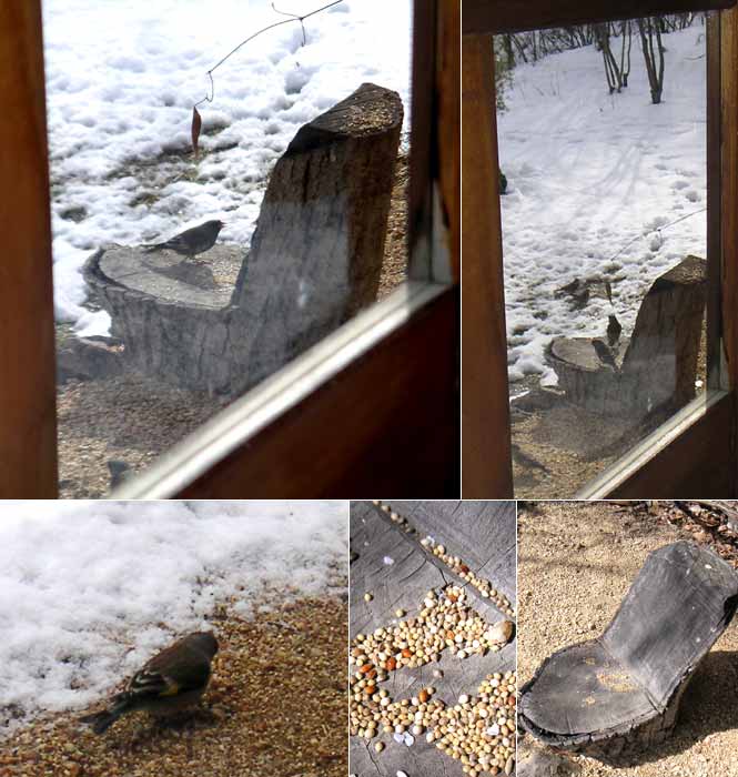 ��̓��A�����ɏW�܂��ăG�T��H�ׂ�J�����q��