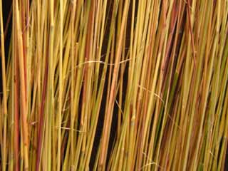 �O��𔍂����C�g�X�X�L