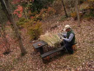 �������C�g�X�X�L�̔�𔍂�