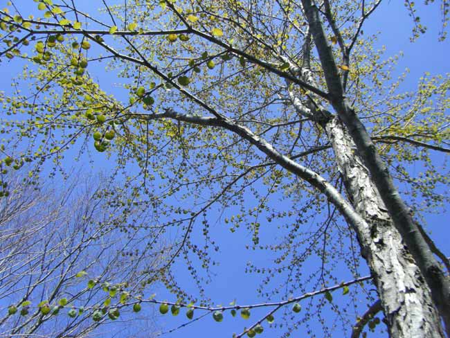 �����猩�グ���J�c���̐V��