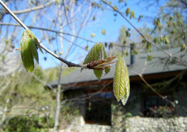 ���O�X���m�L�̐V��Ɛΐς݂̉�