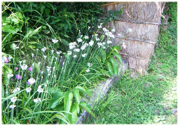 �l�M�����̘e�̃j���̉Ԃ����J