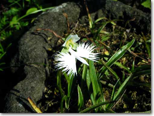 �T�M�\�E�A�g��