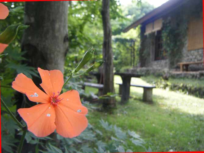 �t�V�O���Z���m�E�Ɛΐς݂̉�