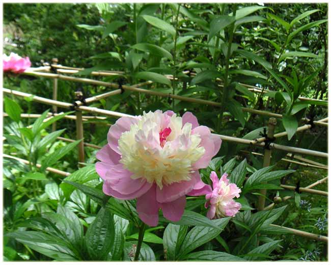 �����͐^�񒆂���яo���Ă���/�V���N���N