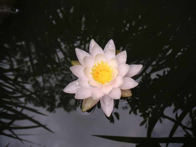 �r�ɍ炭�����F�̃X�C����