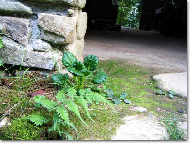 �b�̋ɂ݁A�قږ쐶�̃^�A�c�@�C