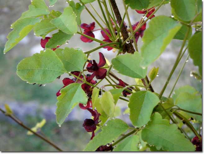 ���I�ɔG���~�c�o�A�P�r