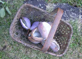 ���傤�ǂ����̂��̂�܂���