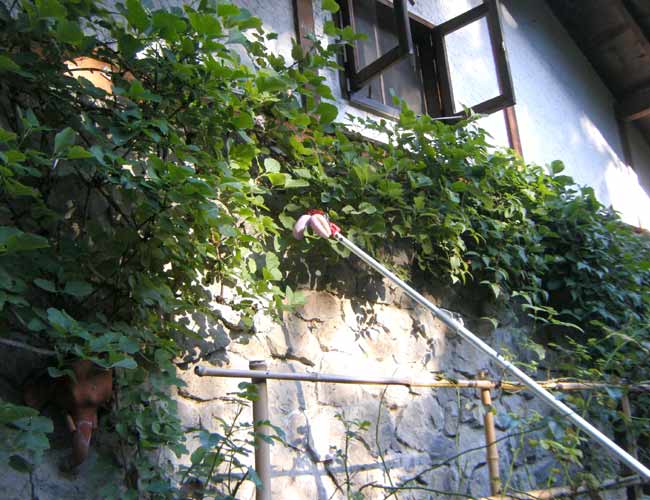 ���}�؂�΂��݂ŁA�A�P�r�̂�