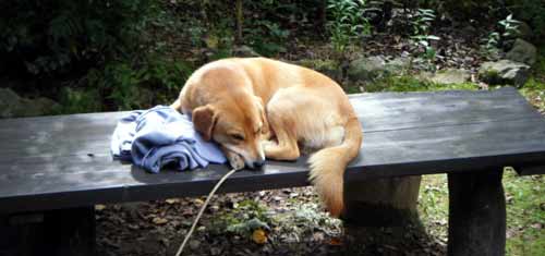 ����̎ז�������̂͒N���H