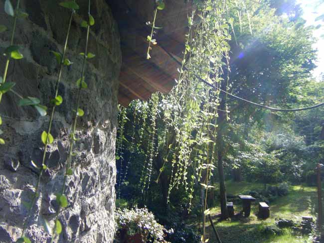 �ۂ������z���ɁA�Ă̌�����ɂ����l�q