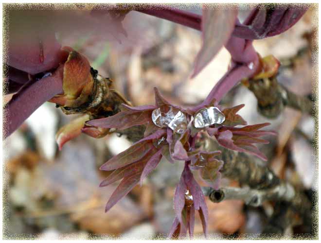 �{�^���̐V��Ɛ��H