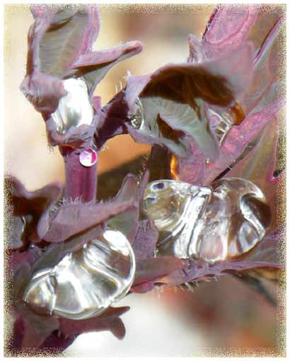 �{�^���̐V��̐��H�g��摜