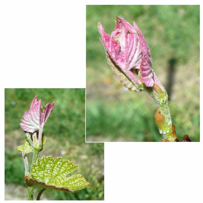 �u�h�E�̐V��́A��������