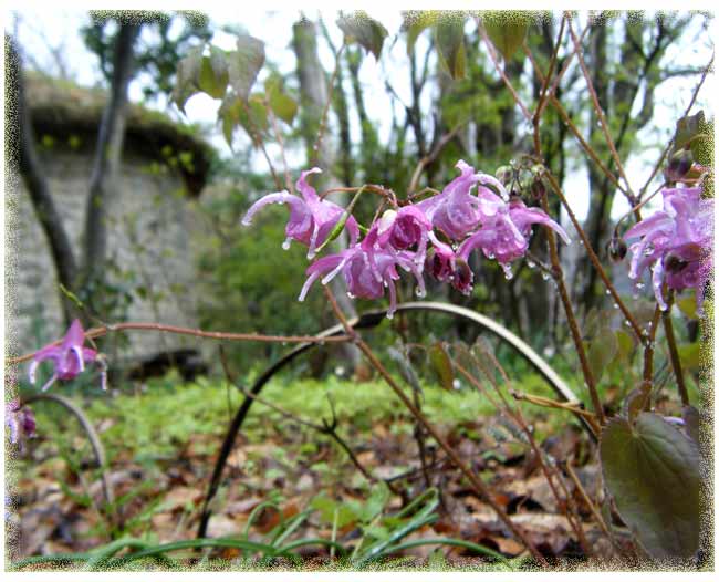 �J�ɔG�ꂽ�C�J���\�E�z���Ɍ�����ΐς݂̊ۂ�����