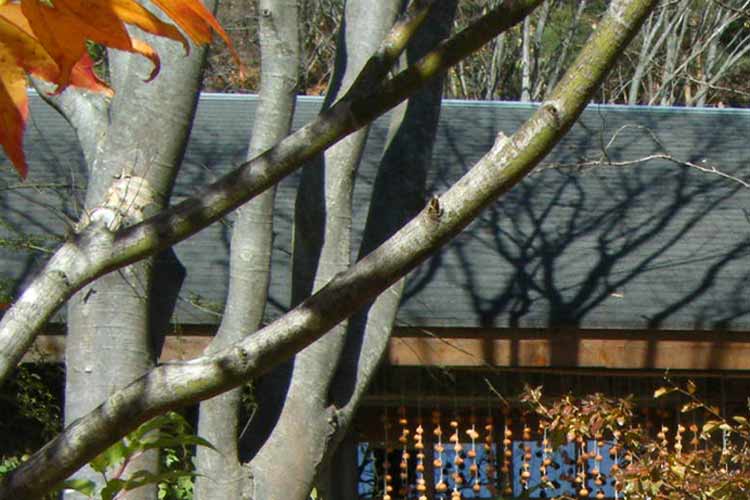 �[���̌��ɖ؂̊���������