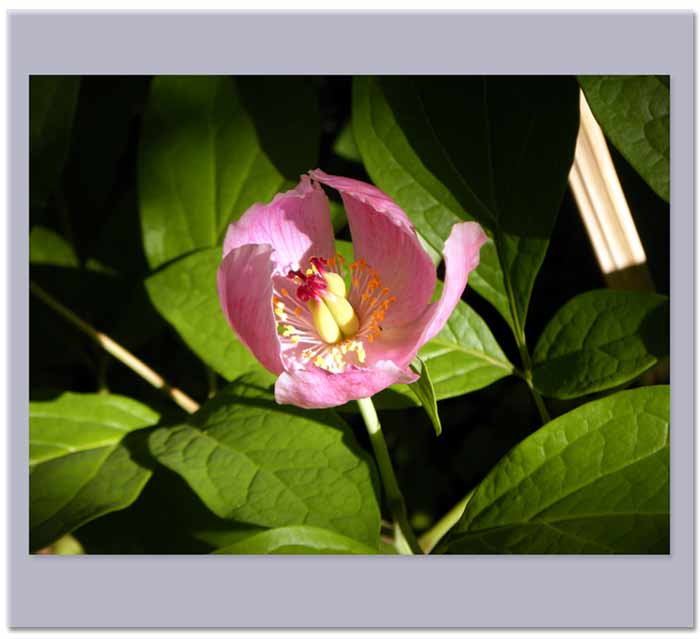 �[�����Ƃ炷�x�j���}�V���N���N