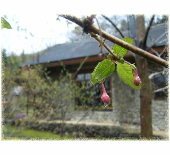 �E�O�C�X�J�O�����Q�ɉ�����J�̎�