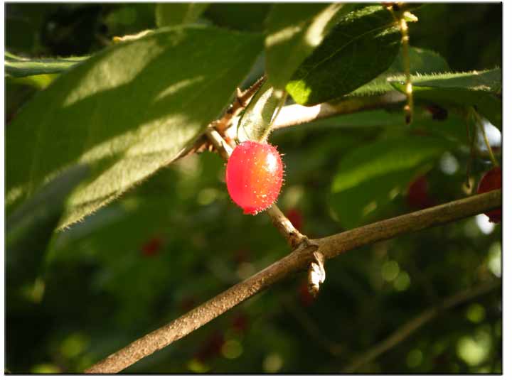 �E�O�C�X�J�O���̐Ԃ���