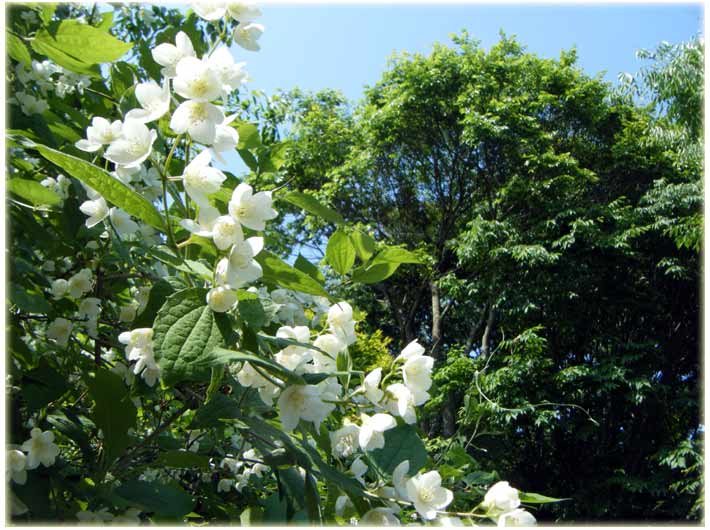 ��ƃo�C�J�E�c�M�̔�����