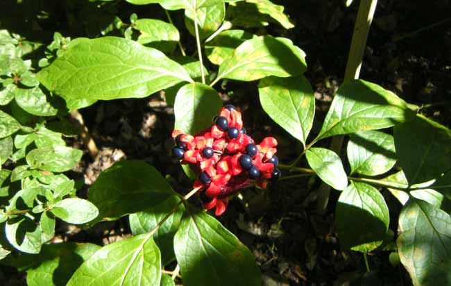 �[���ɏƂ炵�o�����x�j���}�V���N���N�̎�