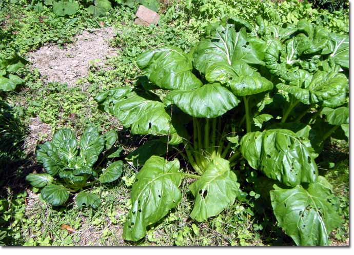 �y��ɏ���Ɉ�A�^�A�T�C